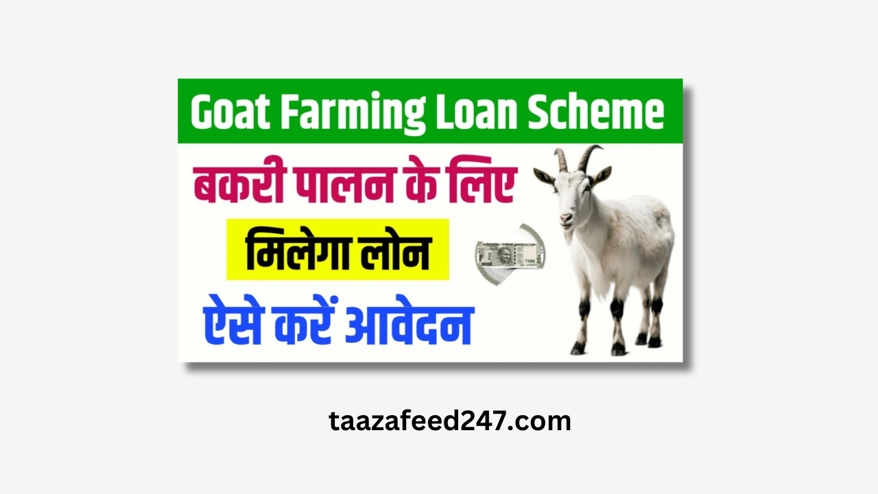 Goat farming Loan 2024 – Bakri Palan loan 2024